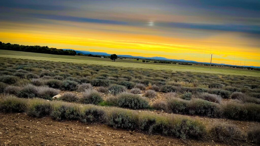 Champ de lavande au coucher du soleil à découvrir en road trip avec Provence Van